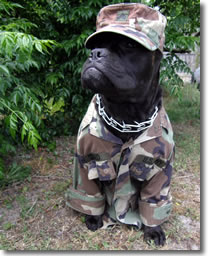 King of the South Cane Corso