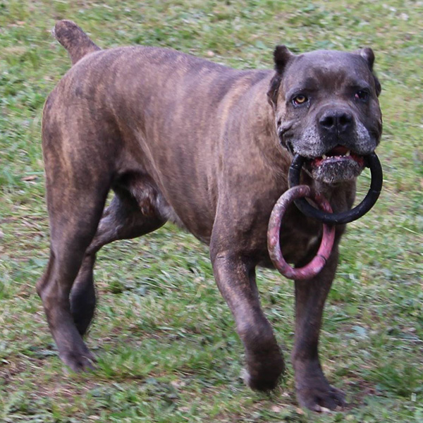 Avalanche Cane Corso Italiano