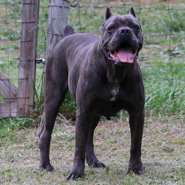 Avalanche Cane Corso Italiano