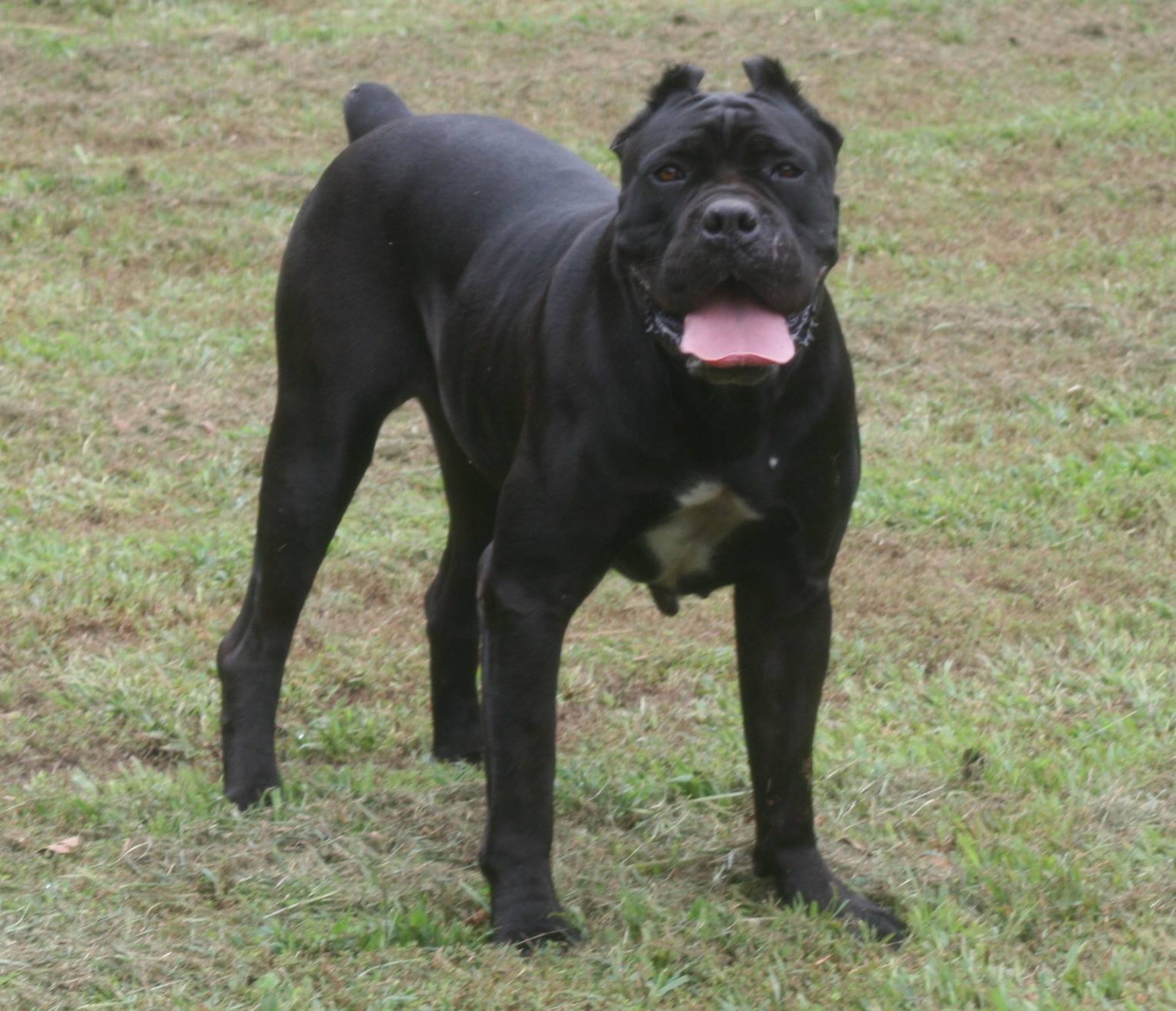 Avalanche Cane Corso Italiano